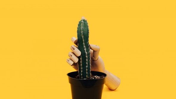 Debelina penisa na primeru kaktusa
