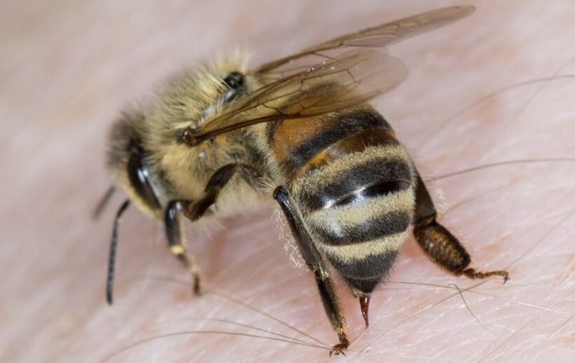 čebelji piki za povečanje penisa